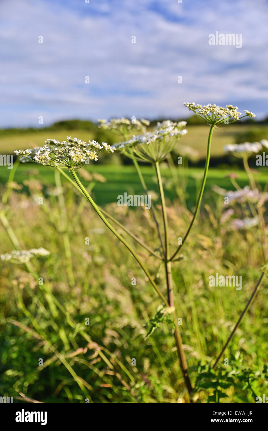 soft focus of cow parsley and countryside United Kingdom Stock Photo