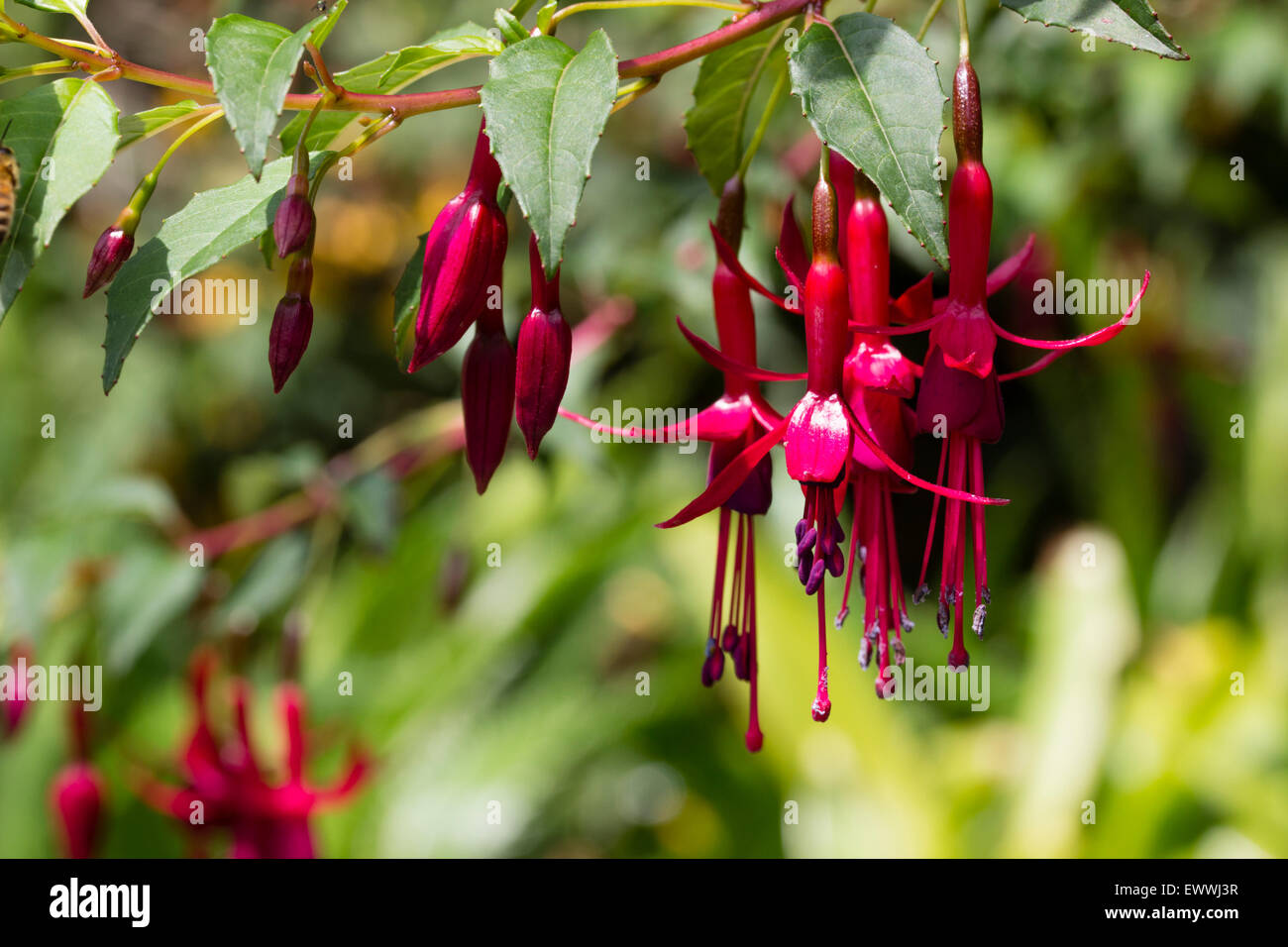 Flowers of the hardy fuchsia, Fuchsia magellanica 'Florade' Stock Photo