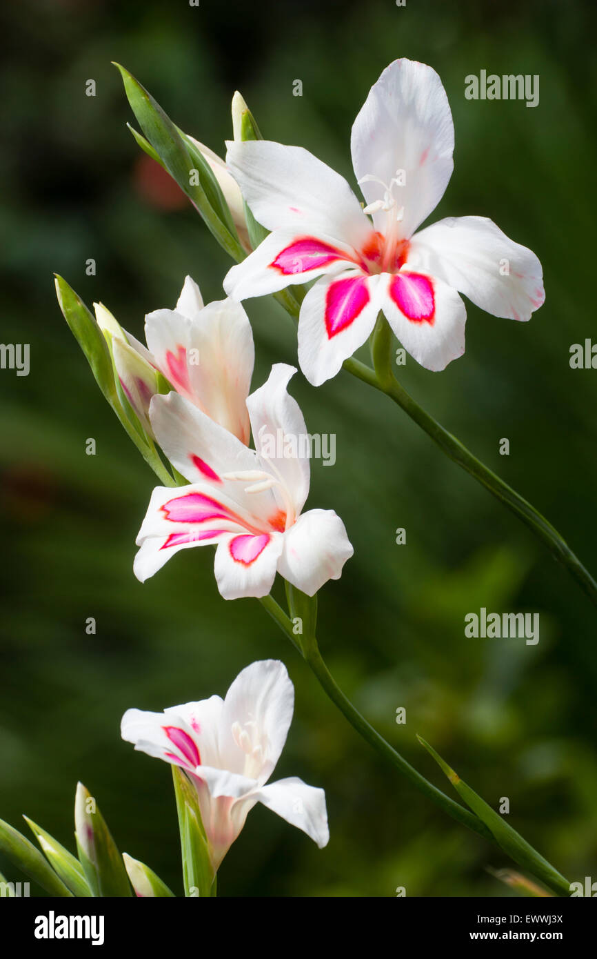 Delicate red throated white flowers of the dwarf Gladiolus nanus 'Prins Claus' Stock Photo