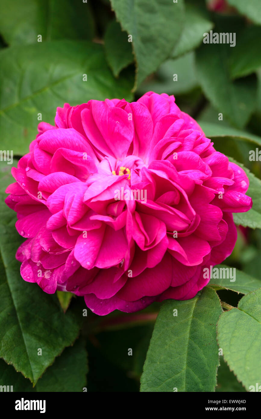Damask rose hires stock photography and images Alamy