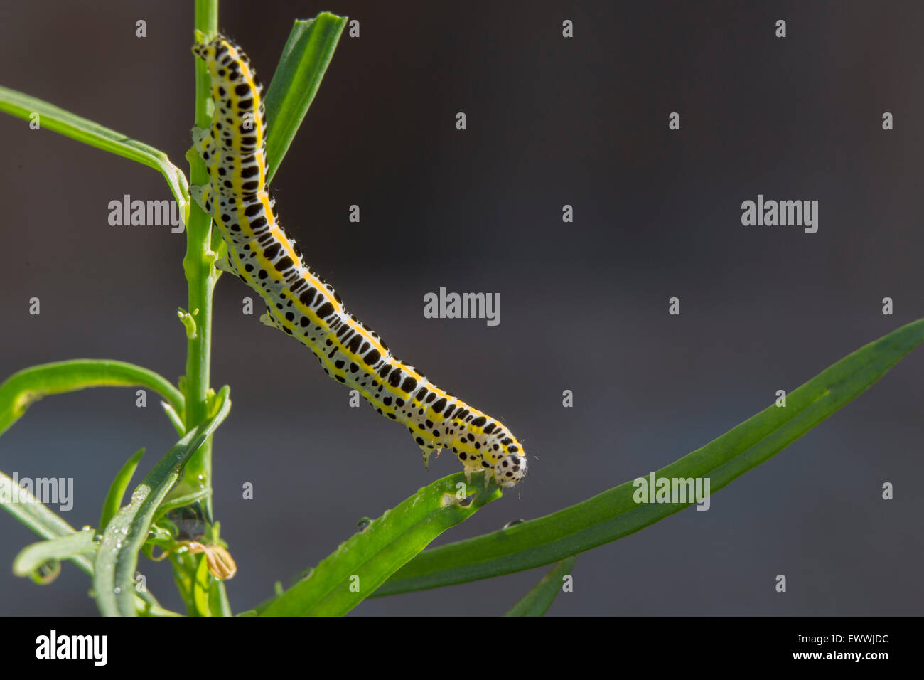 Detailed shot of a caterpillar on a leaf Stock Photo - Alamy