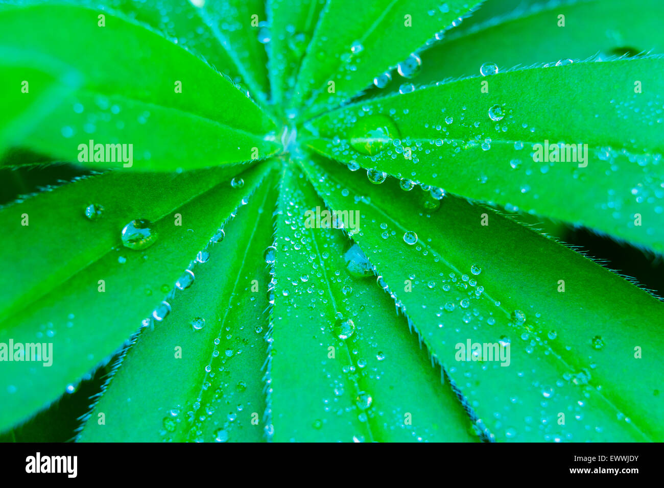 A close image of lupin leaf with dew drops. Stock Photo