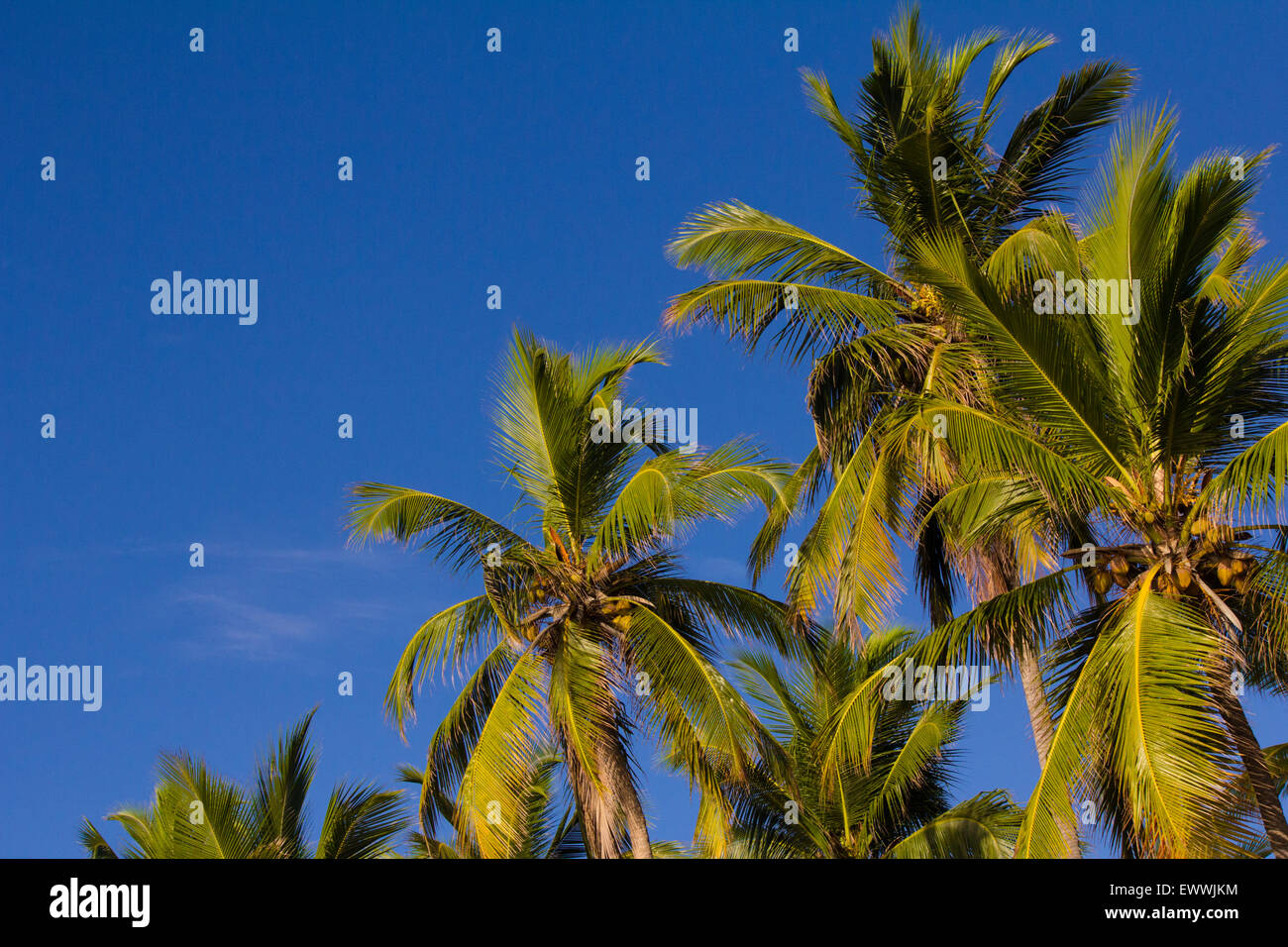 Palm trees on the beach in Sri Lanka Stock Photo