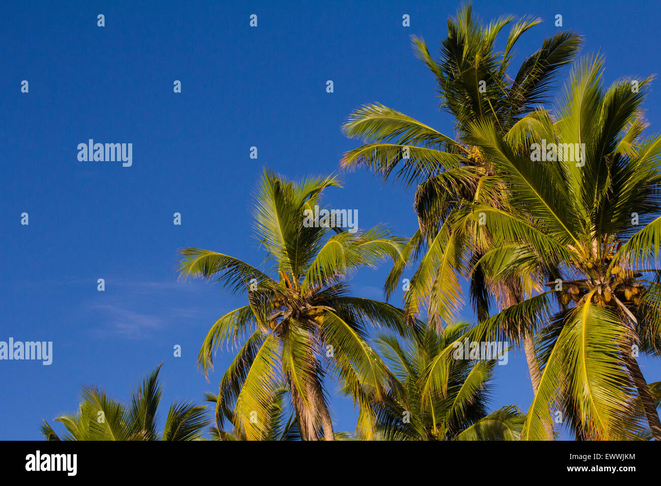 Palm trees on the beach in Sri Lanka Stock Photo - Alamy