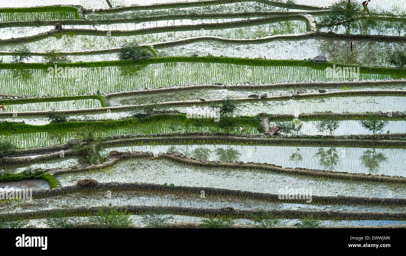 Amazing abstract texture of rice terraces fields with sky colorful reflection in water. Ifugao province. Banaue, Philippines UNE Stock Photo