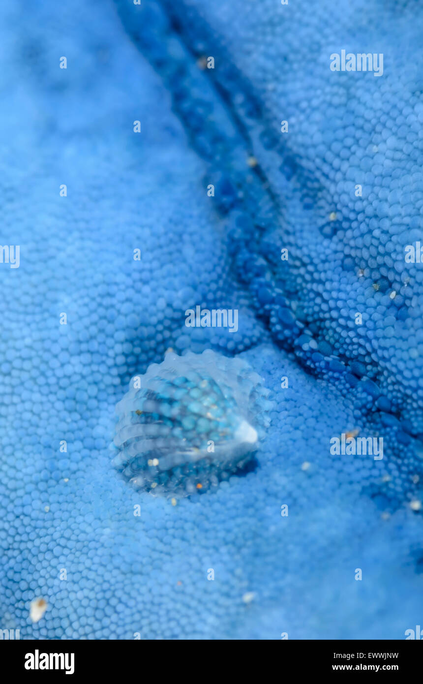 Crystalline sea star snail, Thyca crystallina, on Blue sea star, Linkia laevigata, Anilao, Batangas, Philippines, Pacific Stock Photo