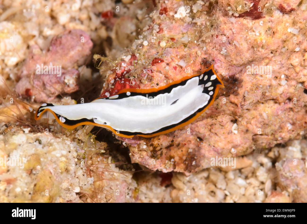 Polyclad flatworm, Pseudoceros cf. scriptus, Anilao, Batangas, Philippines, Pacific Stock Photo