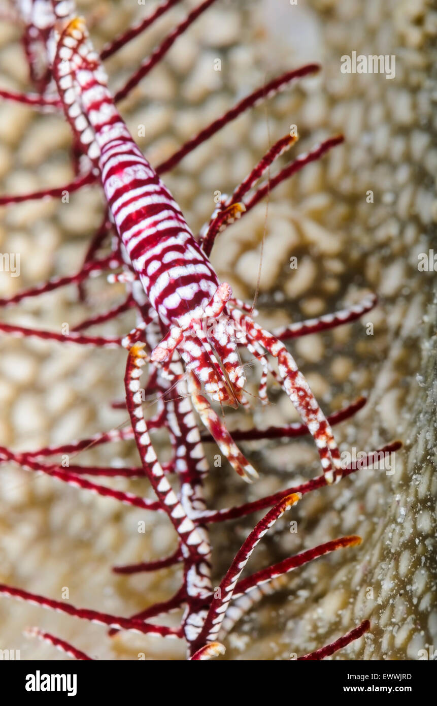 Leopard crinoid shrimp, Laomenes pardus, Anilao, Batangas, Philippines, Pacific Stock Photo