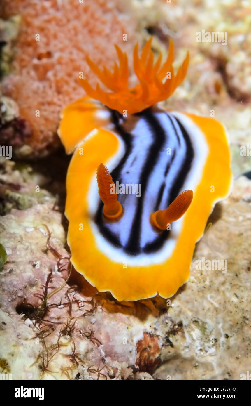 sea slug or nudibranch, Chromodoris sp., Anilao, Batangas, Philippines, Pacific Stock Photo