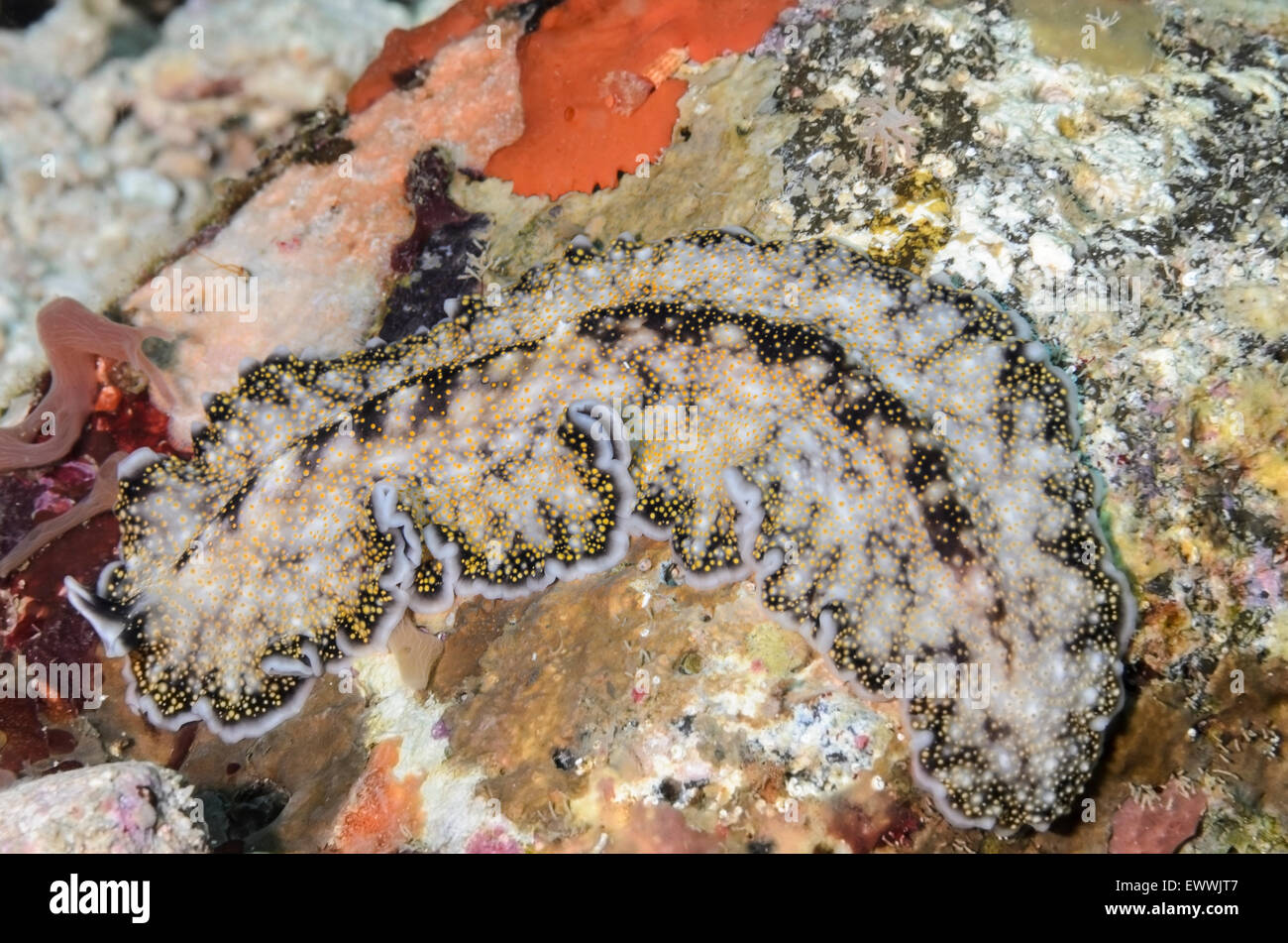 Polyclad flatworm, Acanthozoon sp., Anilao, Batangas, Philippines, Pacific Stock Photo