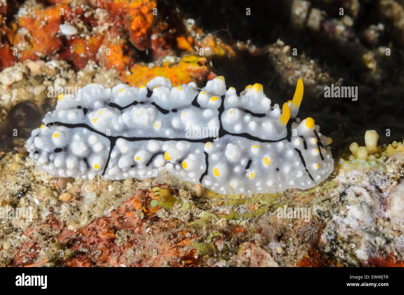sea slug or nudibranch, Phyllidia elegans, Anilao, Batangas, Philippines, Pacific Stock Photo