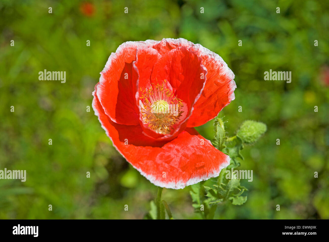 portrait of a poppy growing in a field Stock Photo