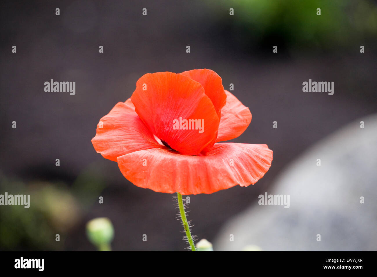 Portrait of a poppy growing in a field Stock Photo