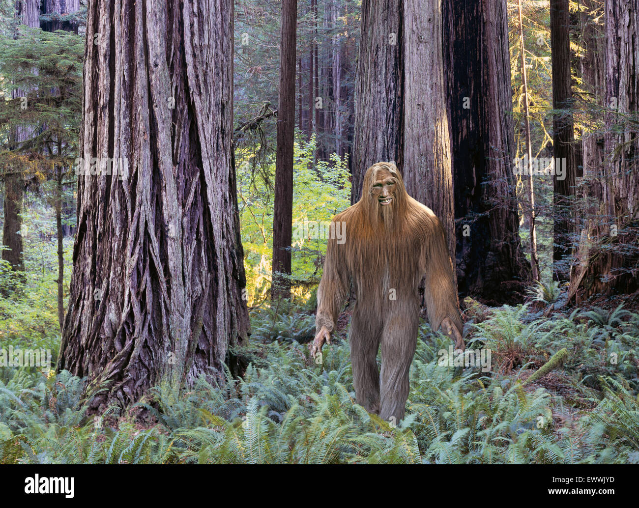 A photograph of bigfoot, also known as Sasquatch, in a dense forest in the Pacific Northwest. Stock Photo