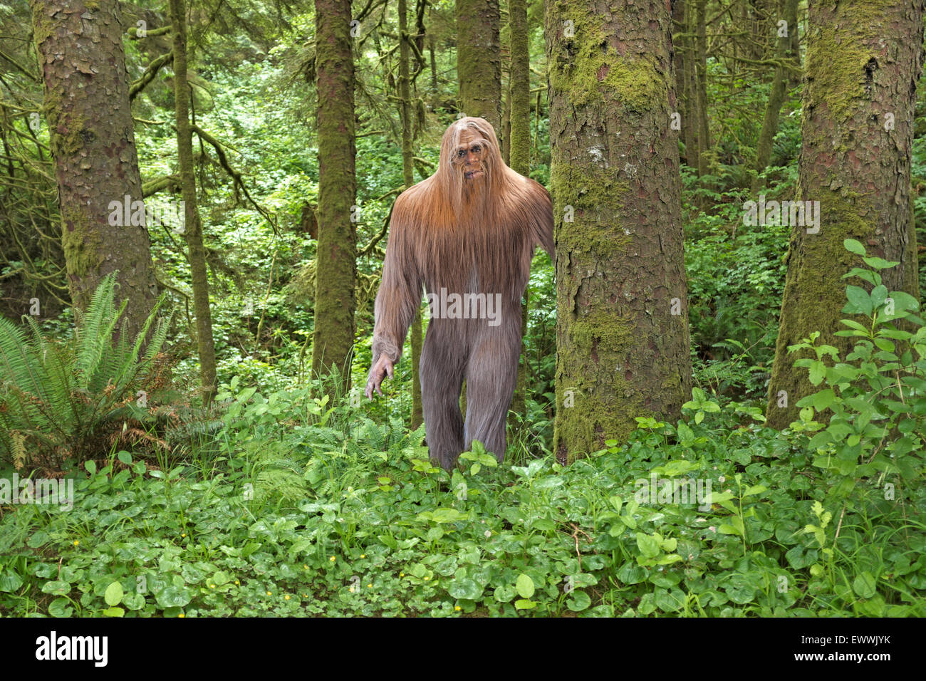 A portrait of Bigfoot, also known as Sasquatch, at home in a dense, temperate rain forest in the Pacific Northwest. Stock Photo