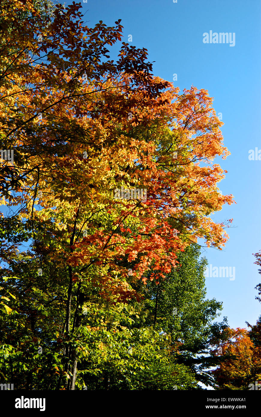 Tree leaves in stunning vibrant autumn colours Canyon Sainte Anne park Quebec Stock Photo