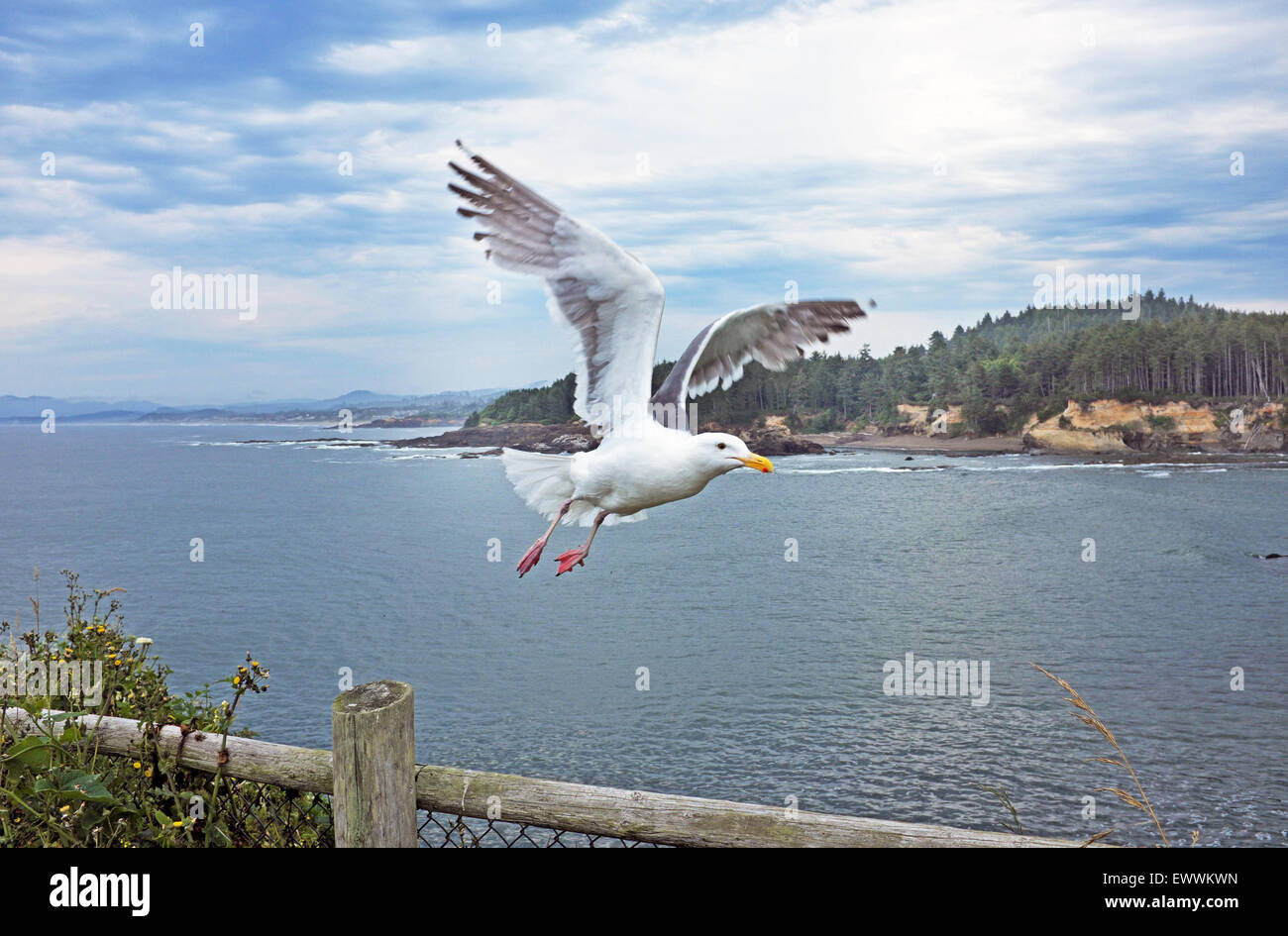 A seagull flying over the Pacific Ocean along the Oregon Pacific Coast at a state park. Stock Photo