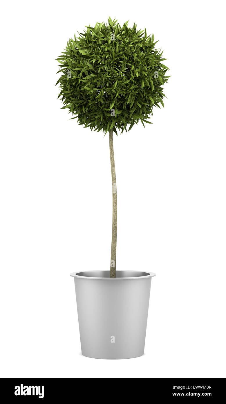 orange tree in pot isolated on white background Stock Photo - Alamy