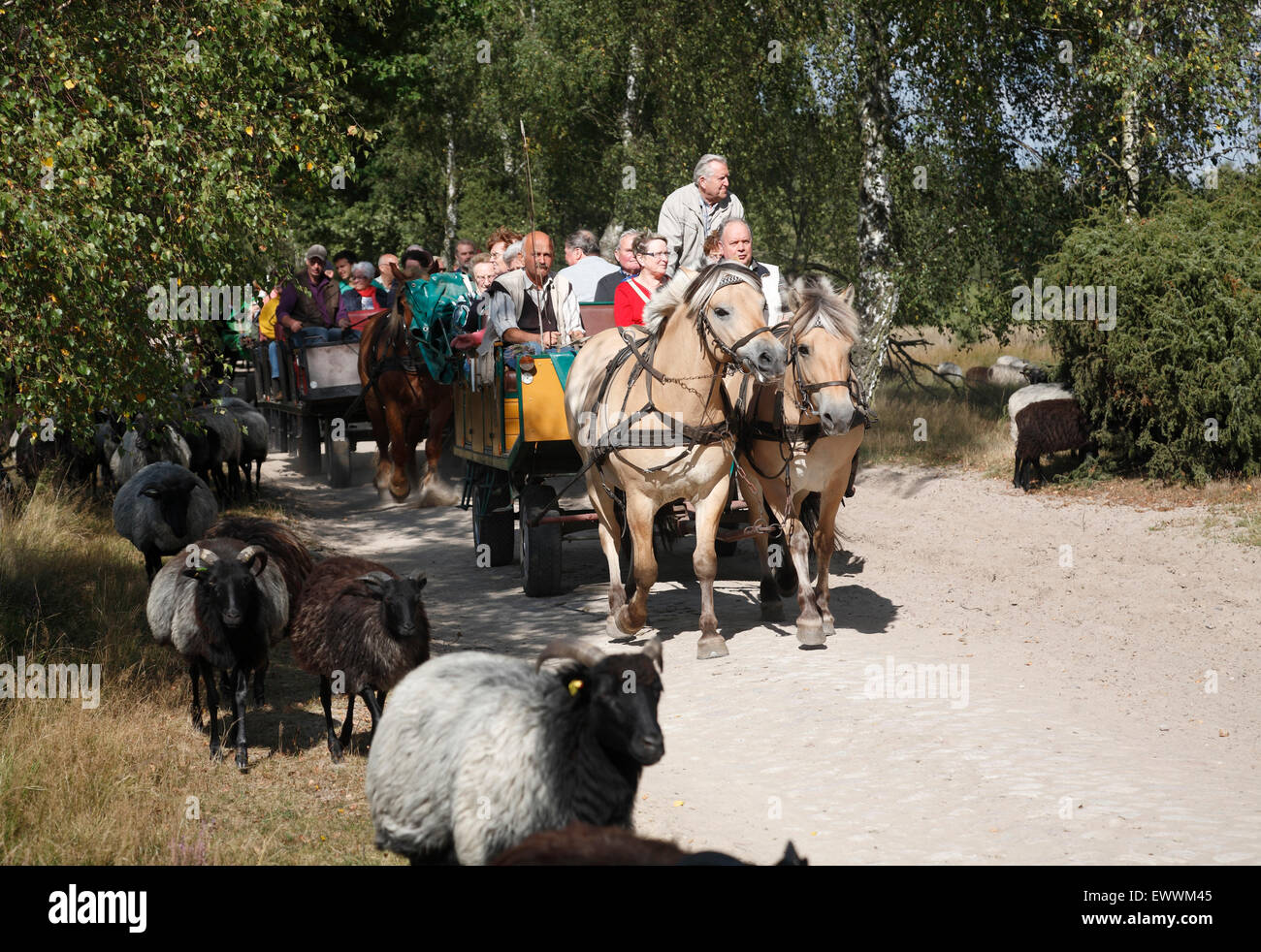 Carriage with tourists near Wilsede, Lueneburger Heath, Lower Saxony, Germany, Europe Stock Photo