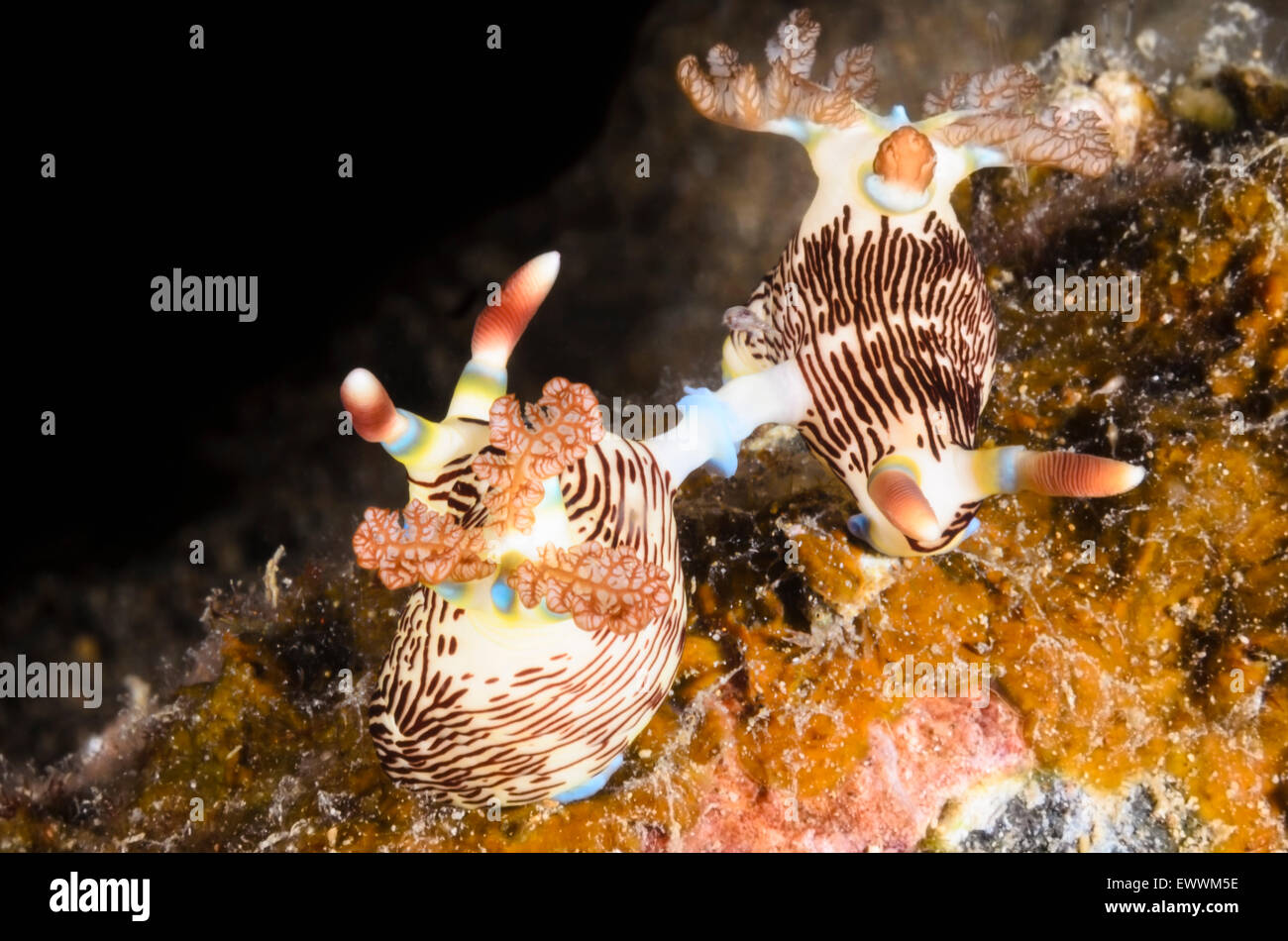mating sea slugs or nudibranchs, Nembrotha lineolata, Anilao, Batangas, Philippines, Pacific Stock Photo