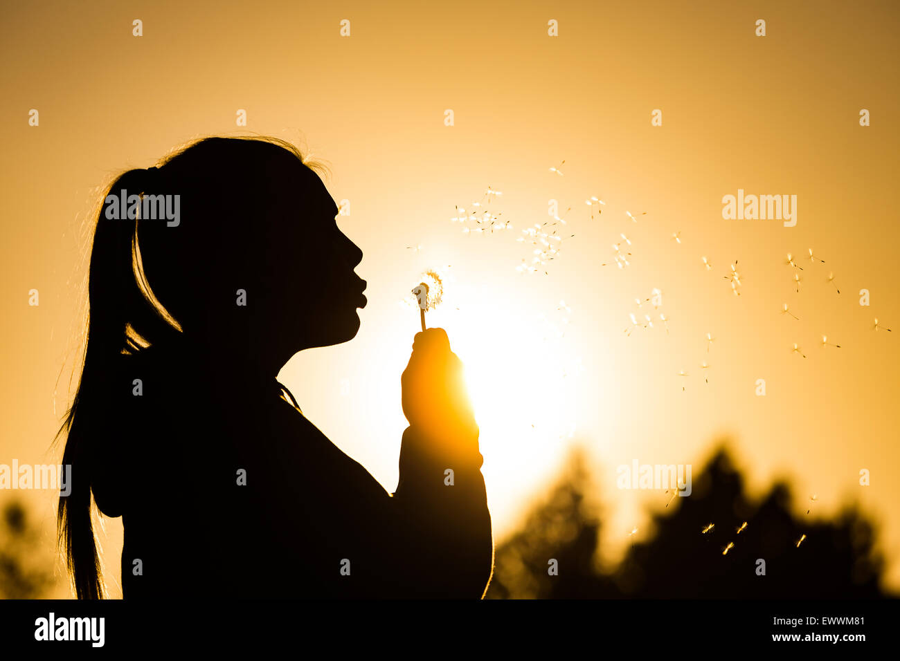 teenage girl backlit by the sun blowing a dandelion seed head, seeds catching the sunlight Copy space to the right top of image Stock Photo