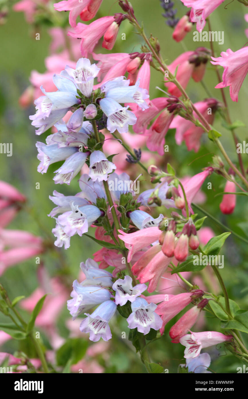Blue pink flowers in a garden Stock Photo Alamy