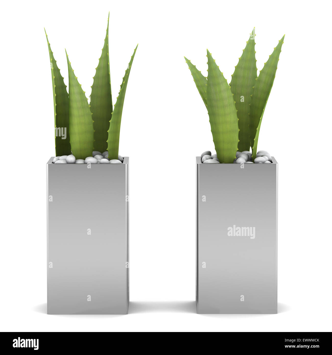 two potted aloe plants isolated on white background Stock Photo - Alamy