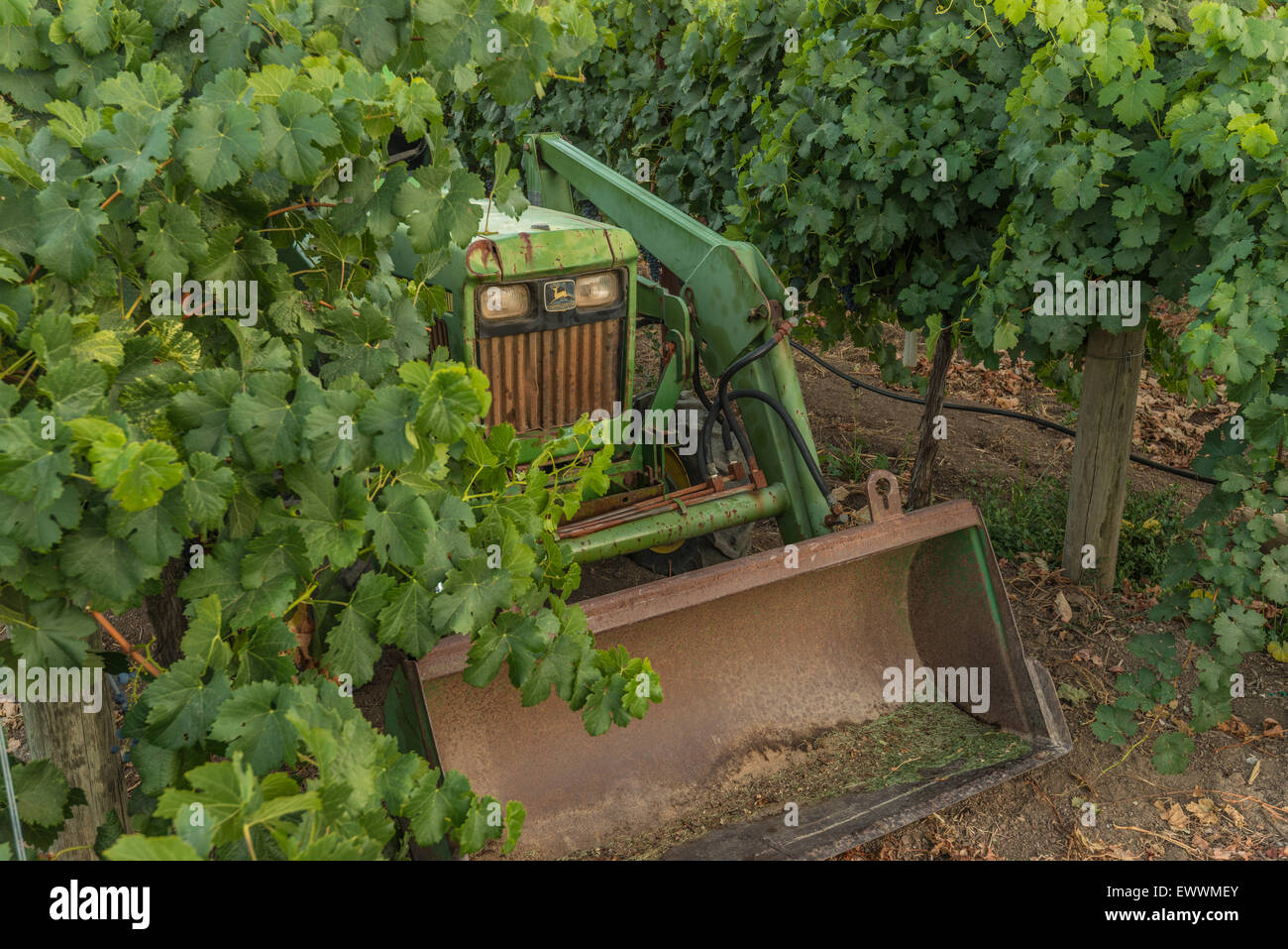 Front loading old green tractor in vineyard Stock Photo