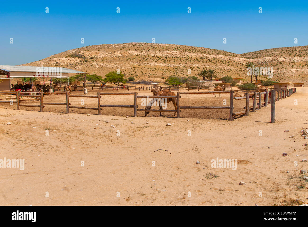 Camels on the farm in the Negev desert Stock Photo Alamy