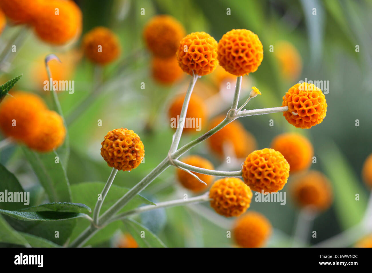 Orange bulb flowers Stock Photo