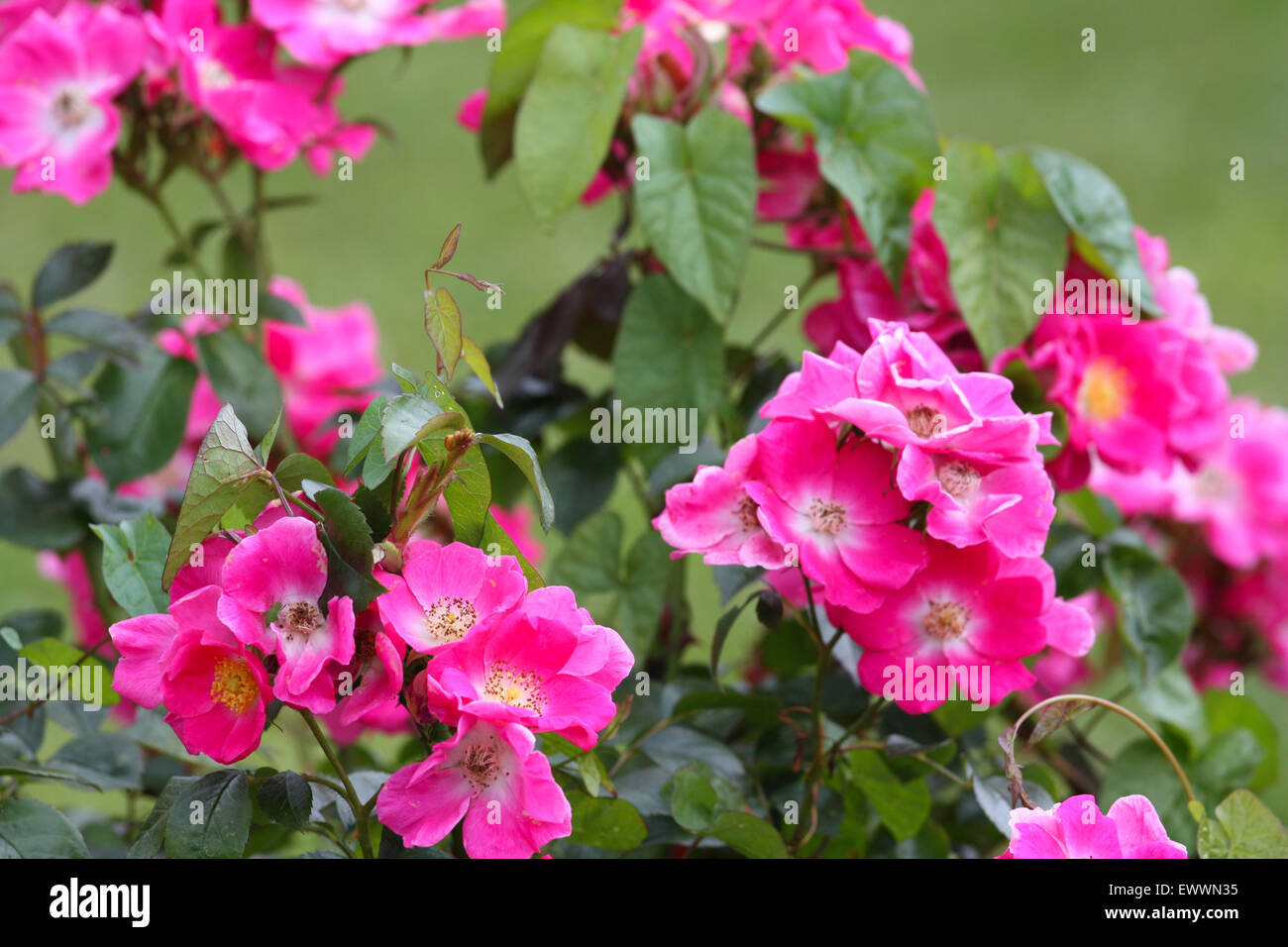 Pink rose flowers plant Stock Photo Alamy