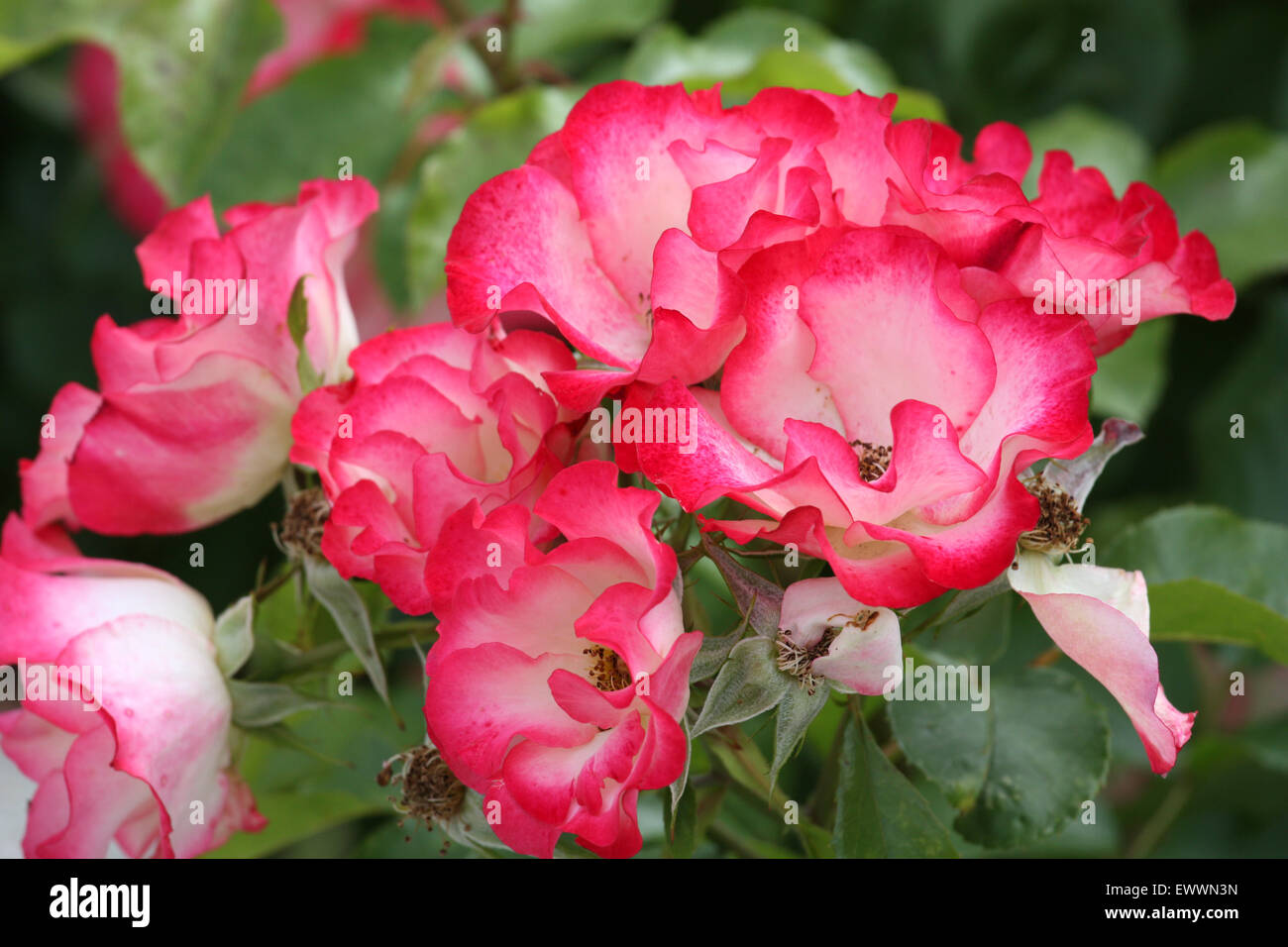 Red white rose flowers Stock Photo - Alamy