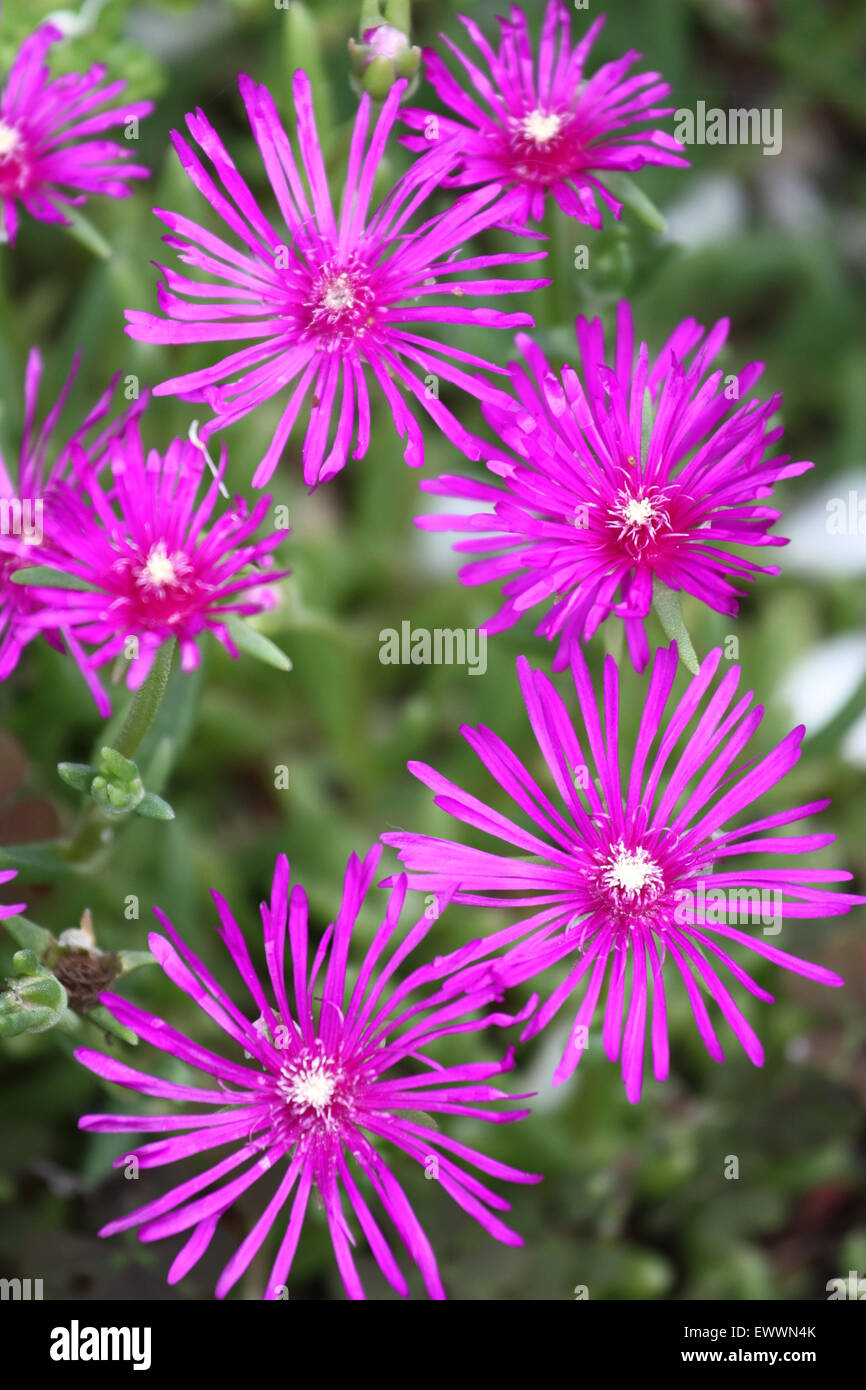 Dark pink  daisy flowers Stock Photo