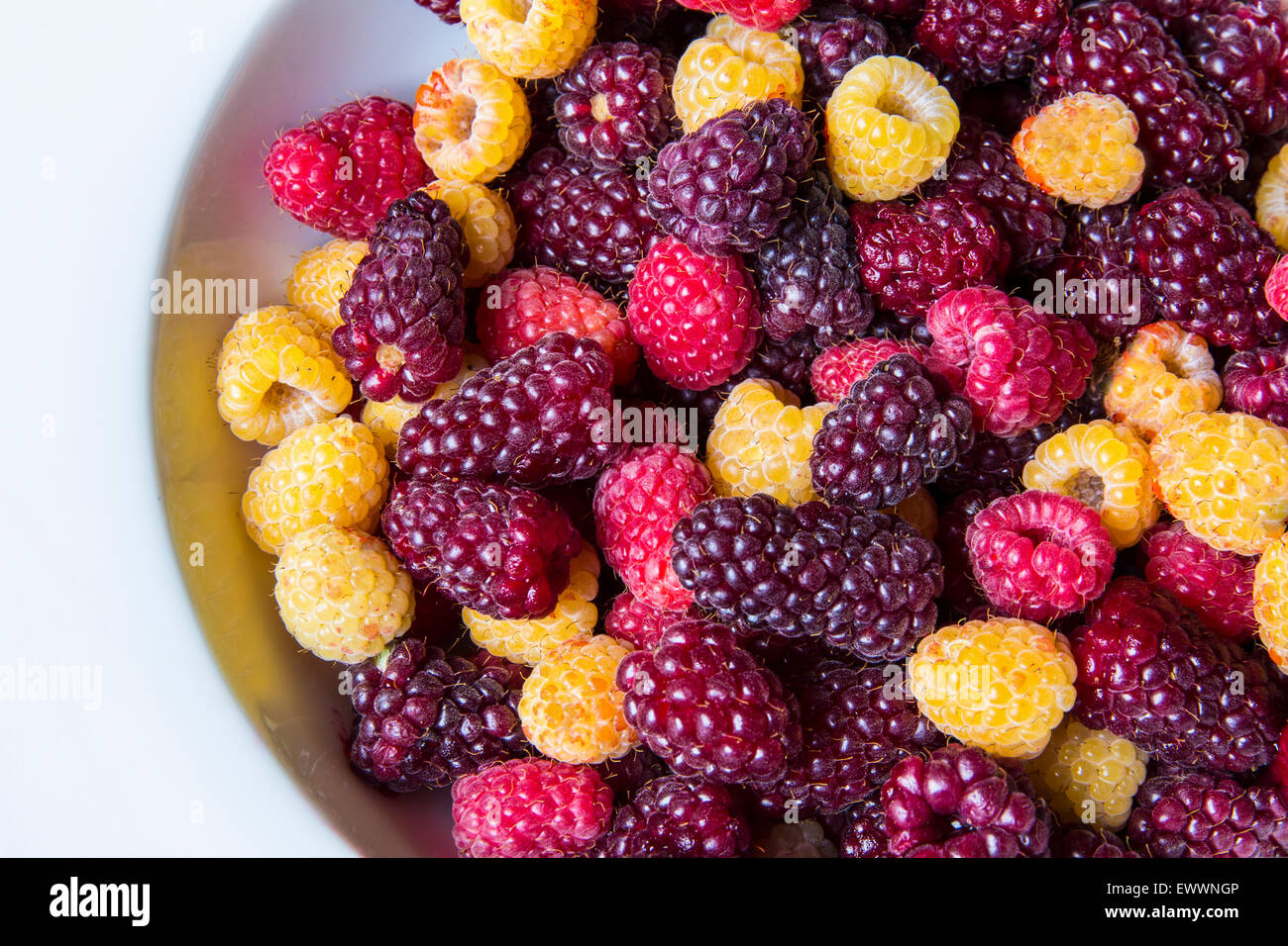 A white bowl of fresh-picked tayberries, red raspberries and yellow raspberries Stock Photo