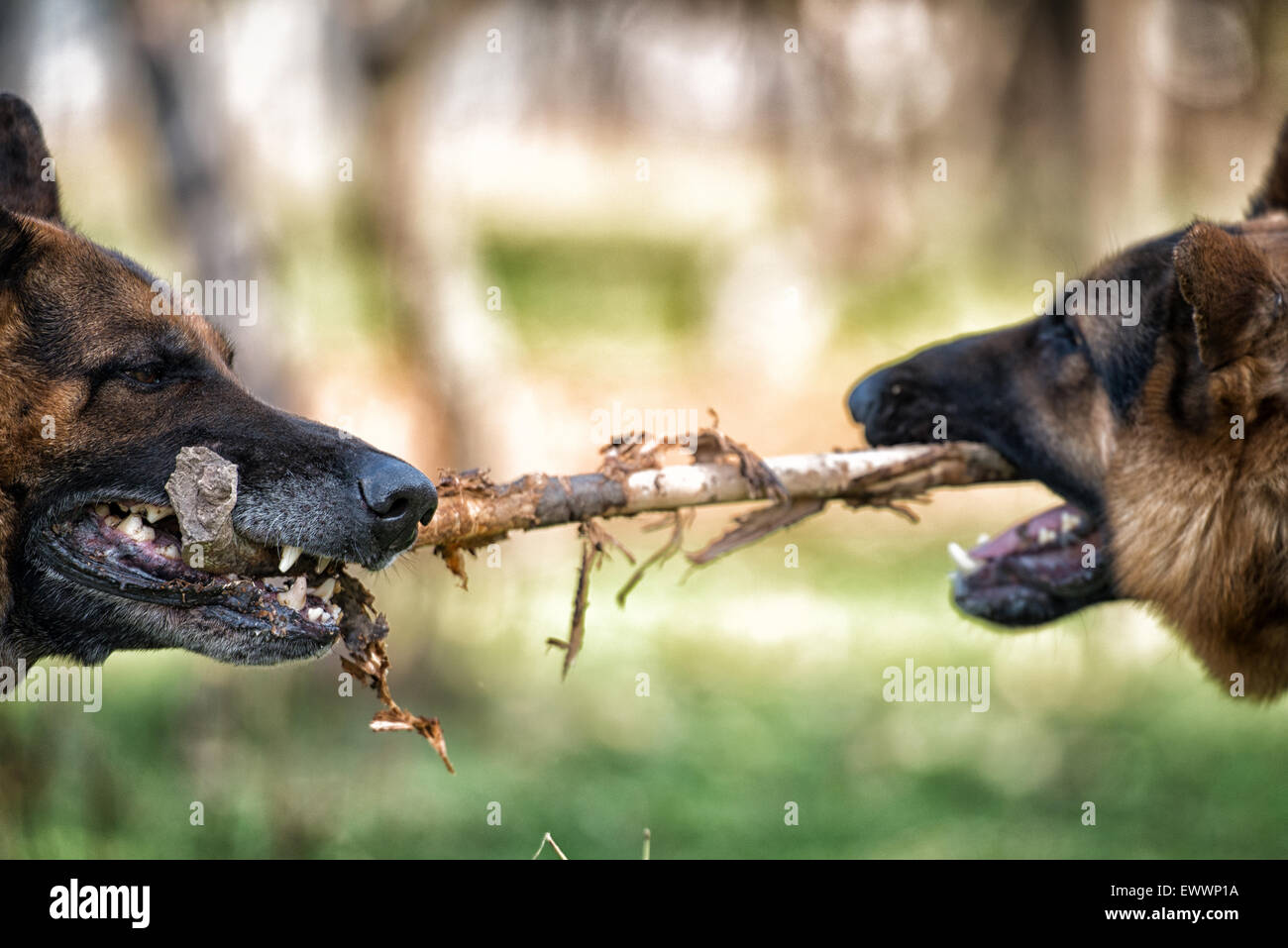 Two Dogs Fighting Over Stick Stock Photo Alamy