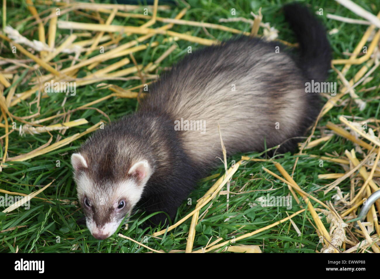 A ferret at a traditional British summer country fair, England UK Stock Photo
