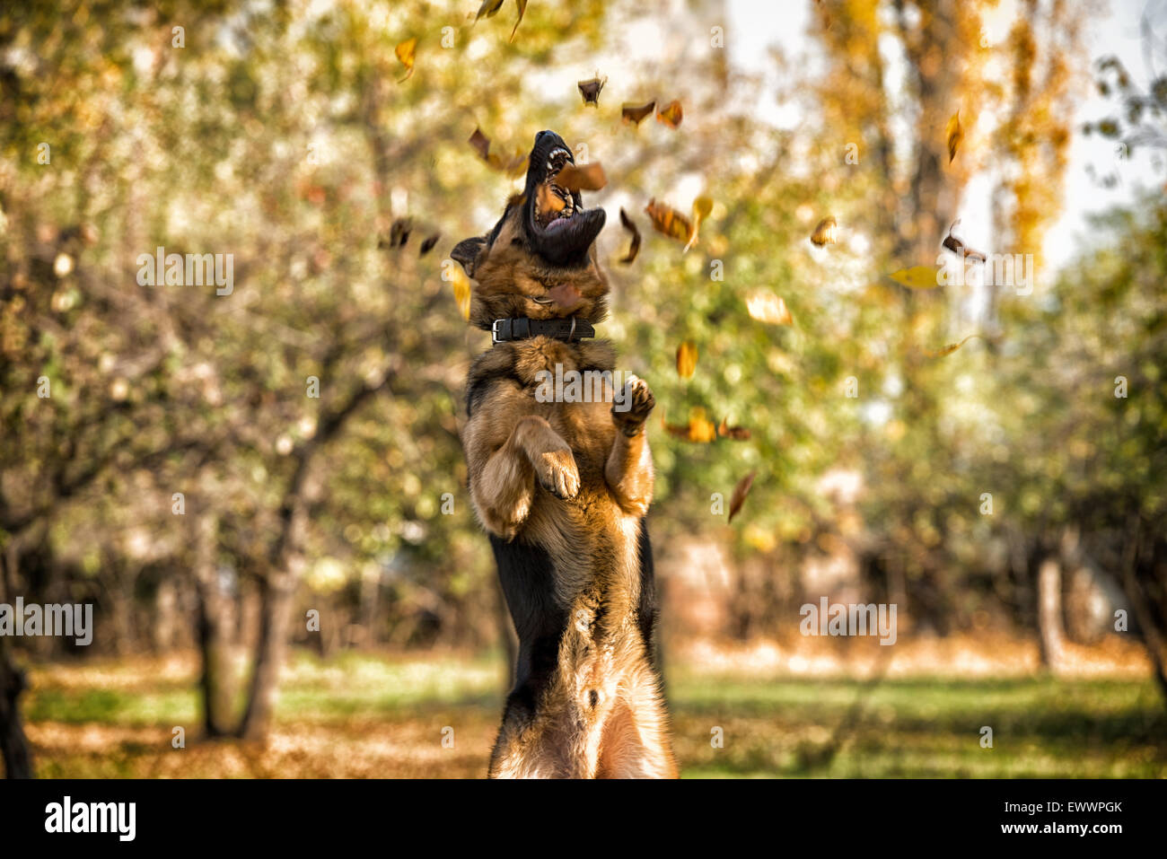 Dog German Shepherd Jumping Stock Photo Alamy