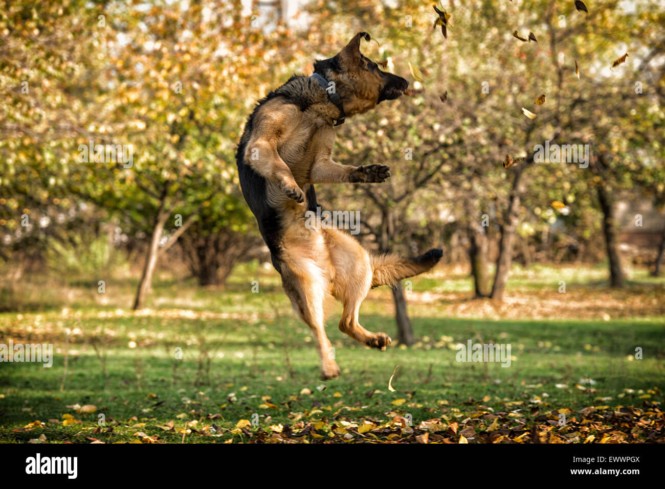 Dog German Shepherd Jumping Stock Photo Alamy