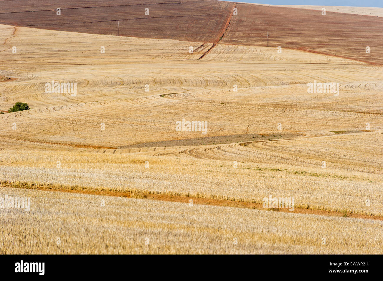 South Africa - South African farm land with wheat stubble Stock Photo ...