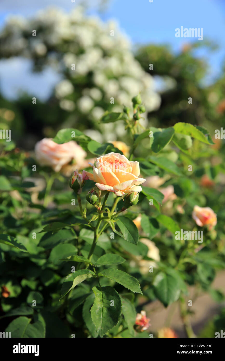 Wallpaper roses hi-res stock photography and images - Alamy