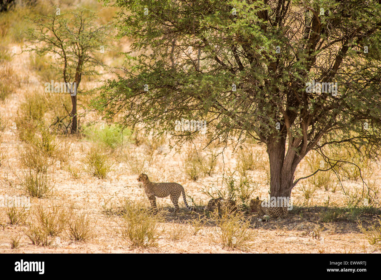 South Africa - Cheetah (Acinonyx jubatus) resting in the shade in Khalagadi Transfrontier Park Stock Photo