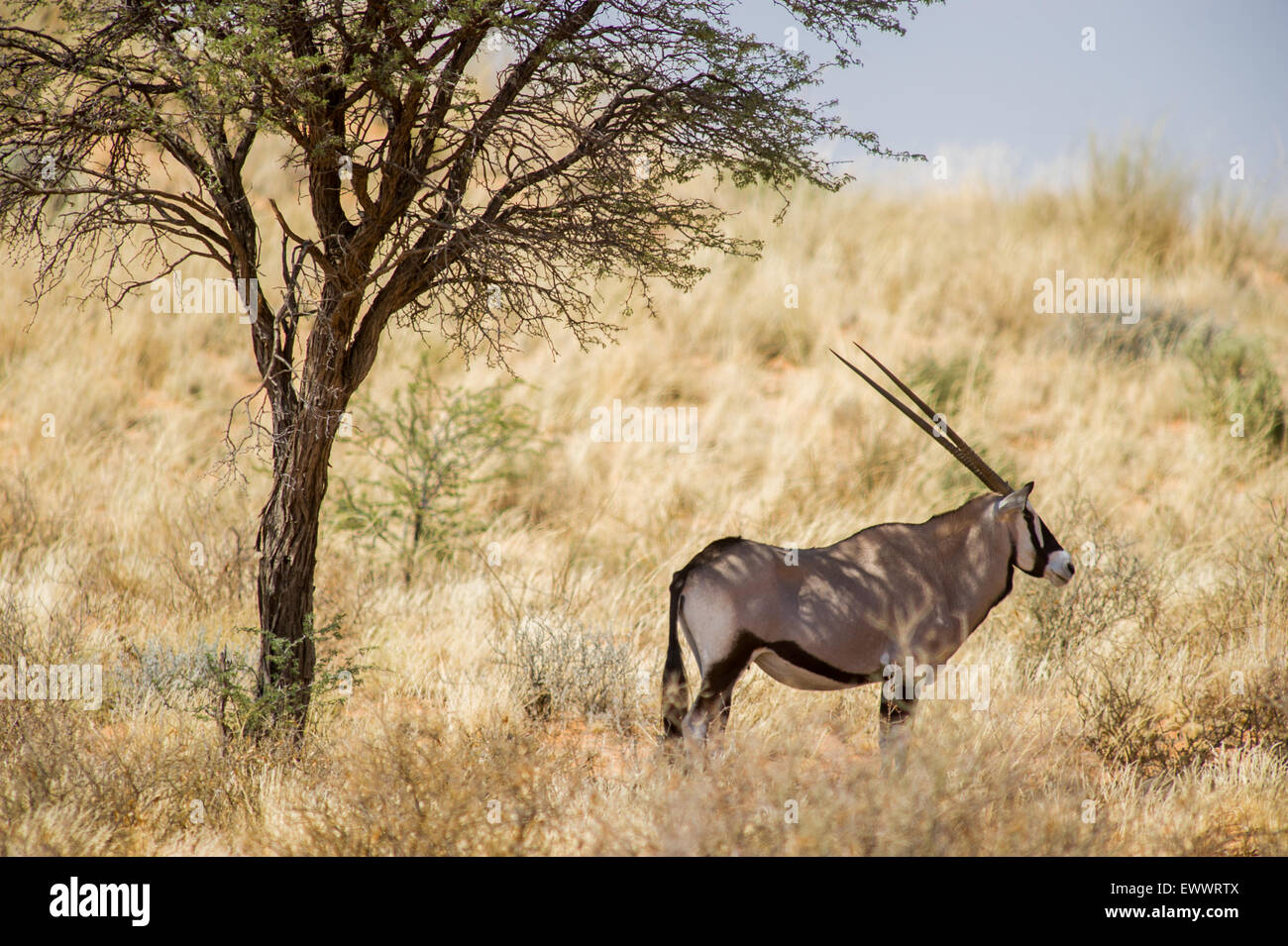 South Africa - Gemsbok in Khalagadi Transfrontier Park Stock Photo