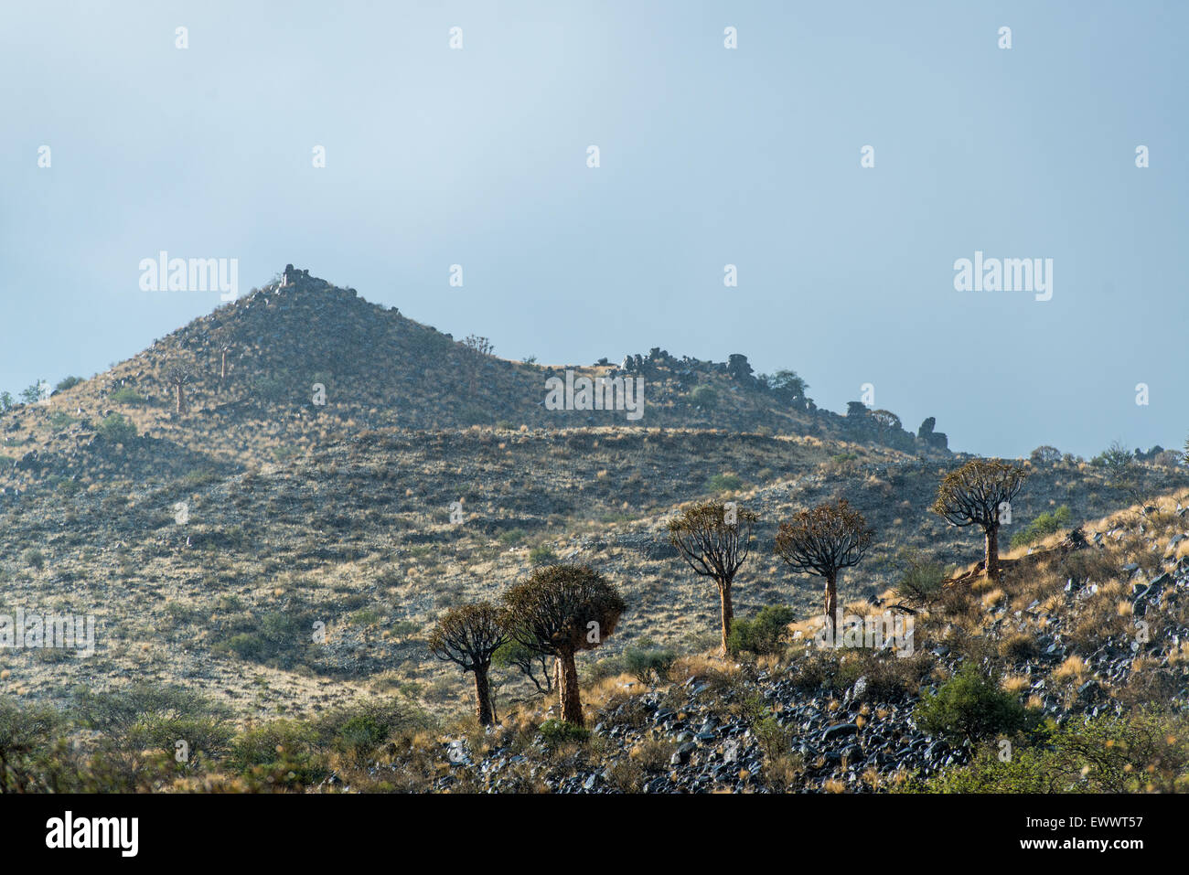 Keetmanshoop, Namibia - Landscape with Quiver trees and brush in Africa during midday Stock Photo