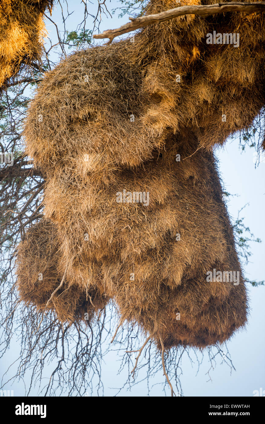 South Africa - Massive Weaver birds nest overtaking tree in Africa Stock Photo