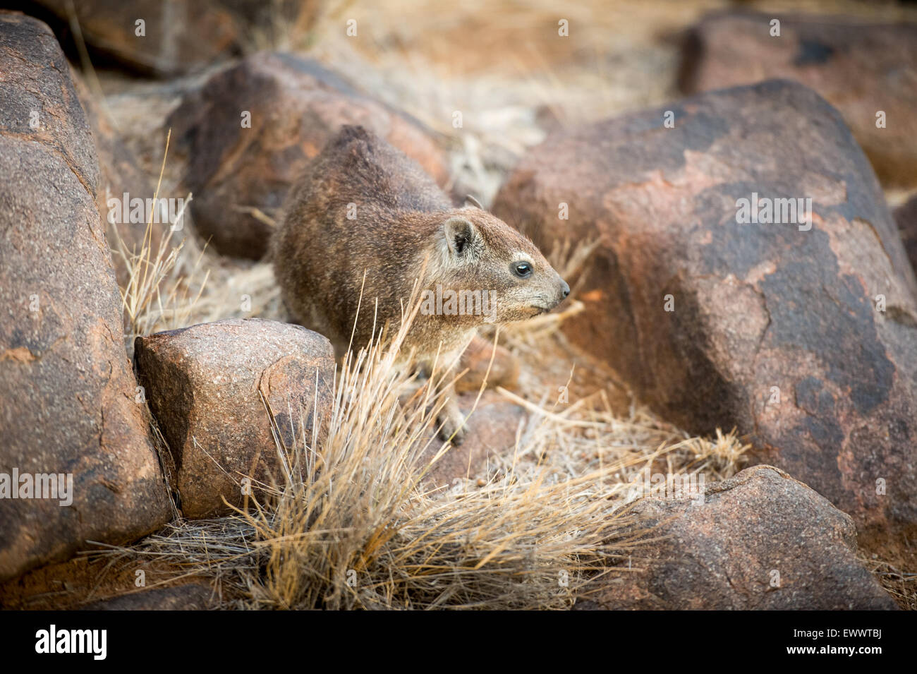 Keetmanshoop, South Africa - Rock Dassie (hyrax) in  Khalagadi Transfrontier Park Stock Photo