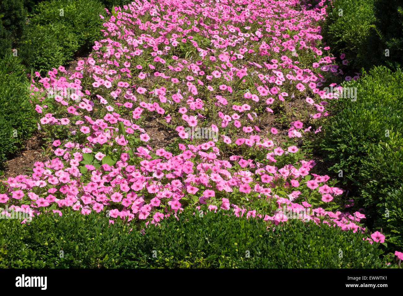 Pink petunias in a city garden Stock Photo