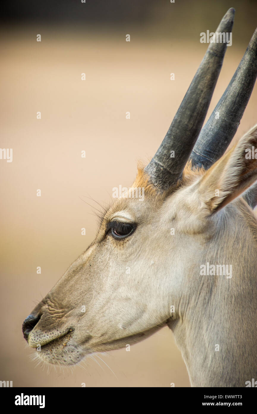 Namibia, Africa - Eland walking on a Namibian farm Stock Photo