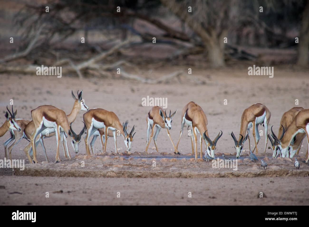 Namibia, Africa - Wild springbok drinking water at a watering hole as a pack Stock Photo