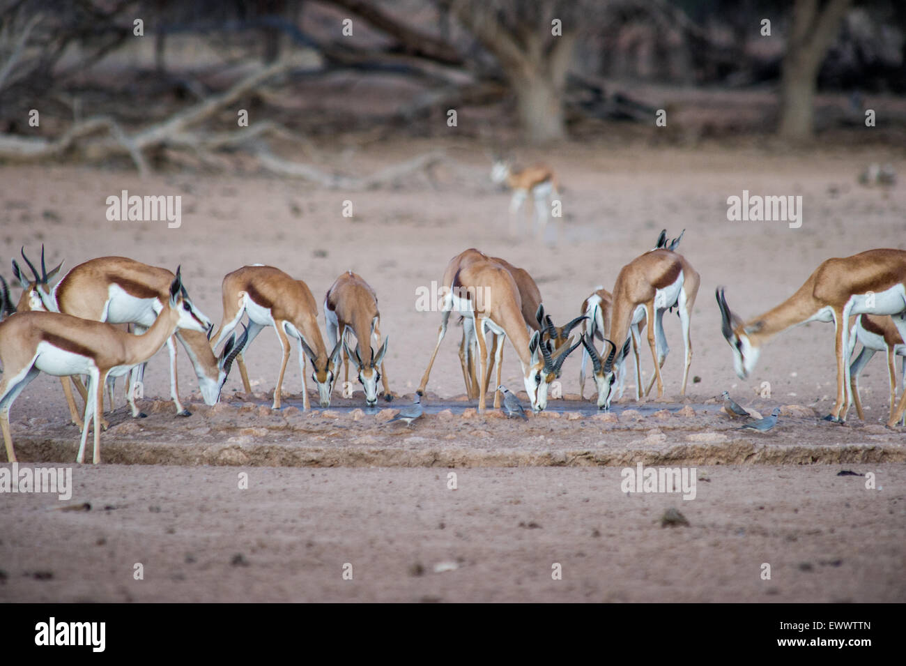 Namibia, Africa - Wild springbok drinking water at a watering hole as a pack Stock Photo