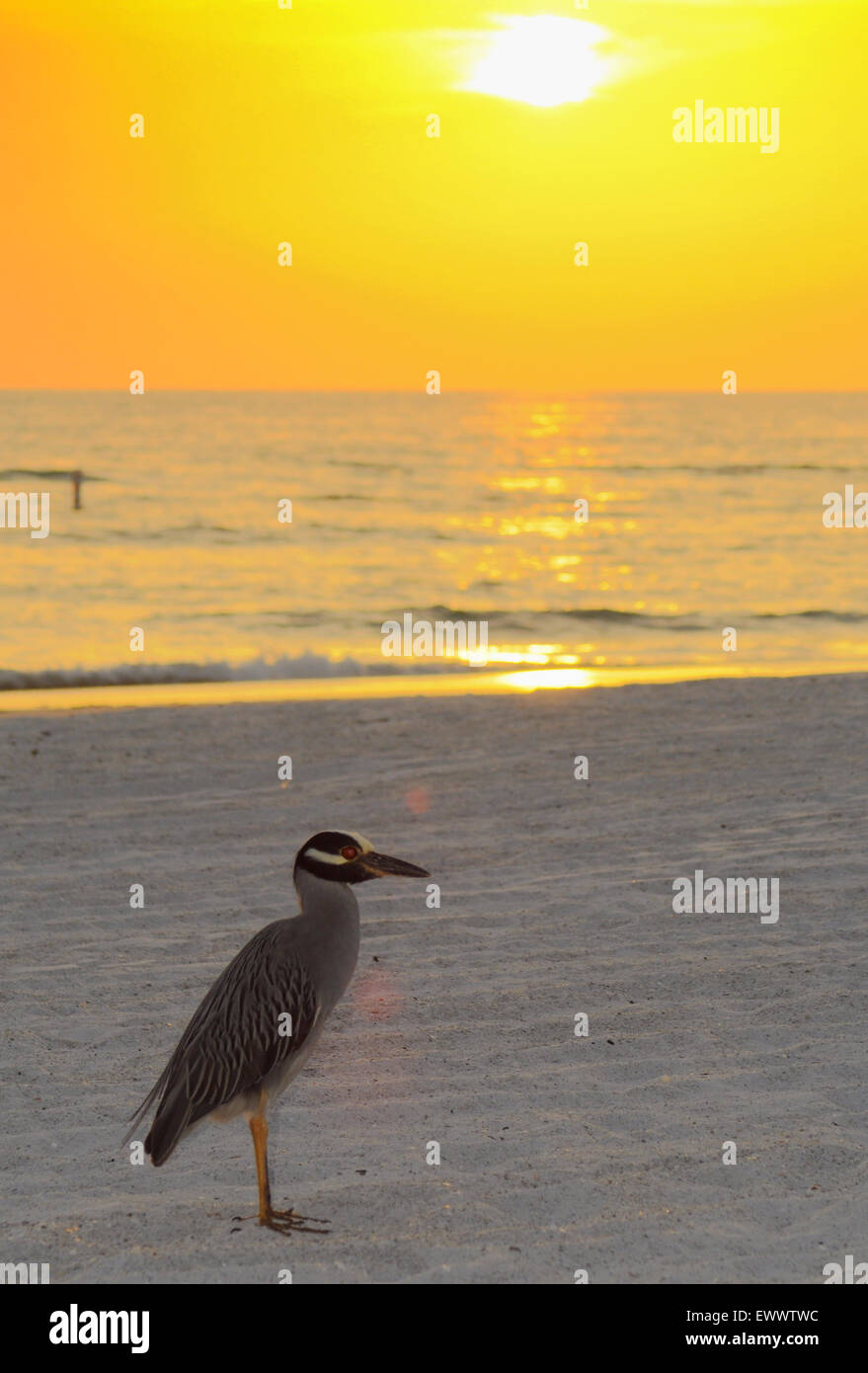 Bradenton Beach, Florida, USA. 1st July, 2015. Sun breaks through at Sunset after an overcast hot and humid day in the 90's.Night heron on the beach Stock Photo